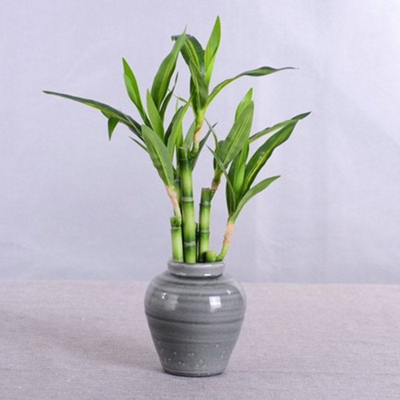 Novo 40cm rftificial sorte bam - Desk Setup Plants avaliação e preço