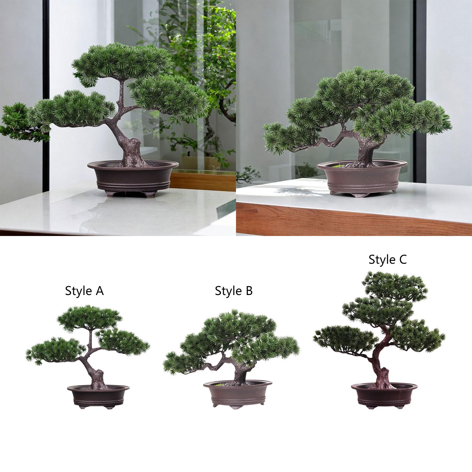 Planta em vaso de árvore de si - Desk Setup Plants avaliação e preço